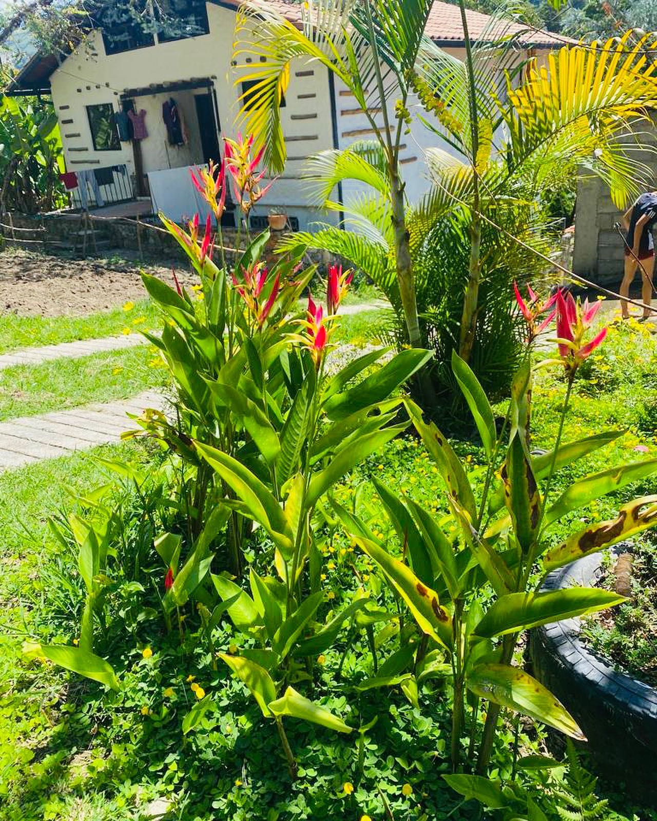 Heliconias en el jardín frente a una cabaña